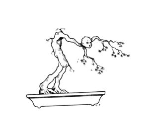 bonsai
